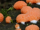 Tubulifera arachnoidea (Synonym: Tubifera ferruginosa) ist im jungen Zustand zuerst weiß, dann orangerot bis scharlachrot und erinnert in dieser Phase an eine Himbeere. Vor der Reife dann dunkelbraun bis schwarz.